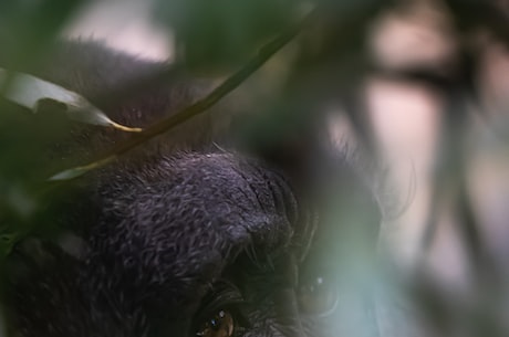 探秘“林中森”：中国神秘的大猩猩