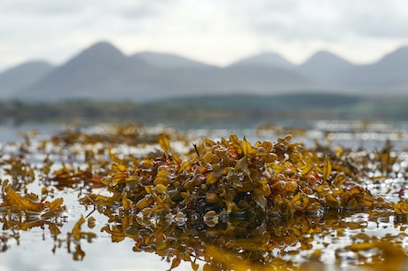 海苔是什么做的？3种海苔制作方式让你了解海苔的来历