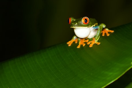 看看这只大眼蛙图片，你会不会为它着迷？