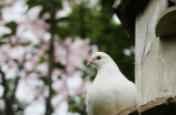 养殖鸽子，如何培养好习惯？