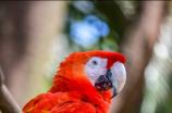 塞内加尔鹦鹉：多彩的翅膀下的智慧鸟