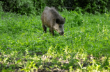 猪角——挖掘山林味蕾的美食资源