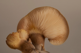 干炸蘑菇——美味可口的中式小吃