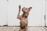 腊肠狗(如何培养一只健康快乐的腊肠狗？)
