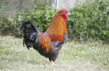法国公鸡(法国公鸡：性格高傲、花纹美丽的代表鸡种)