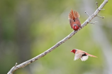 飞鸟与蝉：自然界的两位同党精灵