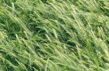 大麦(大麦的种植和用途)