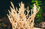 草珊瑚含片：抑郁症患者不行或缺的心理治疗良药