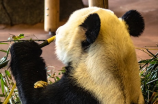 中国护卫大熊猫研究中心(中国护卫大熊猫研究中心-探索大熊猫的田园)