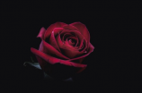 黑玫瑰的花语(了解黑玫瑰的花语)