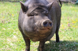 母猪的饲养技巧与养殖方法