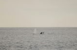 利维坦鲸(令人震撼的利维坦鲸)