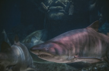 奇异剧本鲨：鳍下藏着的故事