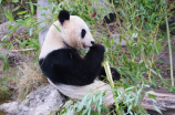 关于熊猫的故事(全球都在讲的话题！关于熊猫的故事)