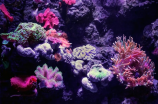 珊瑚虫(了解海洋生物——珊瑚虫的奥秘)