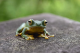 青蛙现象(什么是青蛙现象？世界各地的青蛙都在消失吗？)