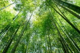 文竹—不行或缺的绿色之美