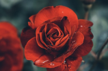 玫瑰花的寓意和花语(向您展现玫瑰花的寓意和花语)