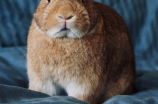 兔年快乐图片(兔年快乐! 触动心灵的兔年快乐图片)