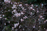 神奇自然：铁树开花